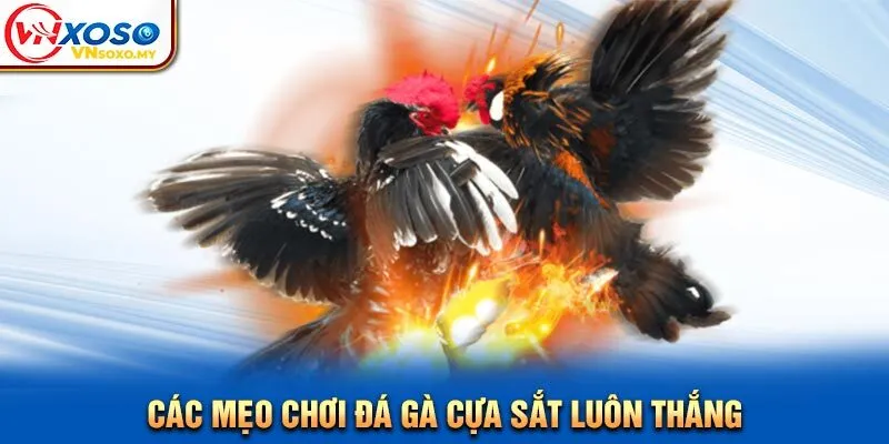 Các mẹo chơi đá gà cựa sắt luôn thắng Các mẹo chơi đá gà cựa sắt luôn thắng