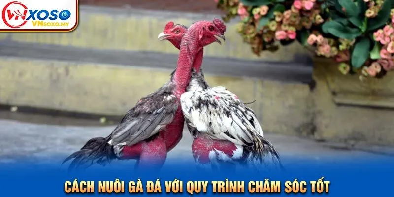 Cách nuôi gà đá với quy trình chăm sóc tốt Cách nuôi gà đá với quy trình chăm sóc tốt