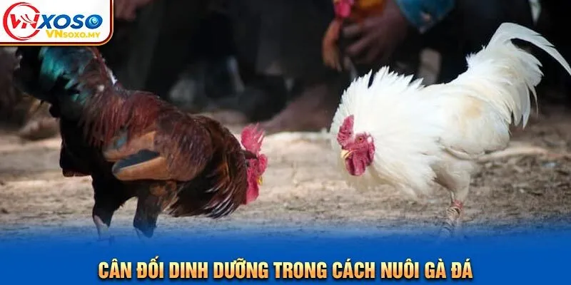 Cân đối dinh dưỡng trong cách nuôi gà đá Cân đối dinh dưỡng trong cách nuôi gà đá