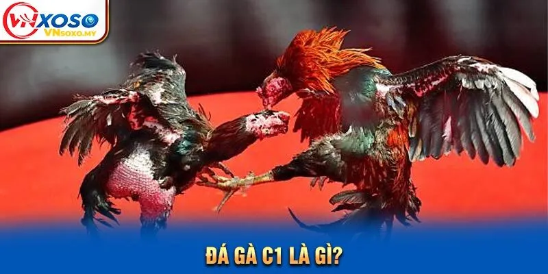 Đá gà C1 là gì? Đá gà C1 là gì?