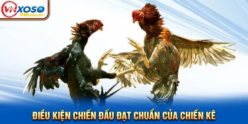 Điều kiện chiến đấu đạt chuẩn của chiến kê Điều kiện chiến đấu đạt chuẩn của chiến kê