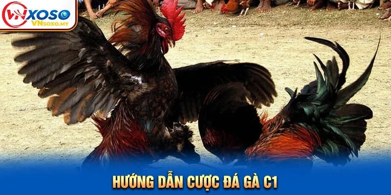 Hướng dẫn cược đá gà C1 Hướng dẫn cược đá gà C1