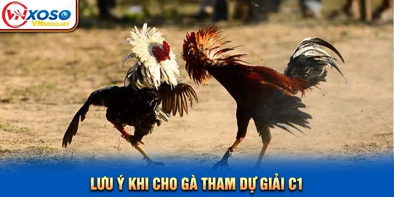 Lưu ý khi cho gà tham dự giải C1 Lưu ý khi cho gà tham dự giải C1