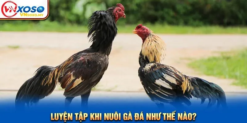 Luyện tập khi nuôi gà đá như thế nào? Luyện tập khi nuôi gà đá như thế nào?